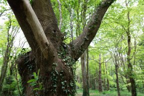 Têtes de bois #26