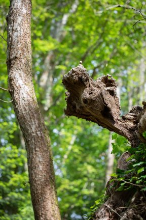 Têtes de bois #28