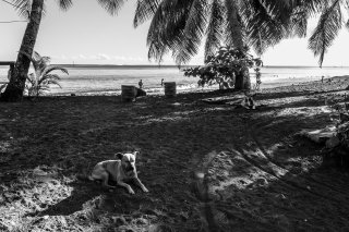Vies de chiens #01