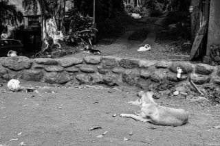 Vies de chiens #04