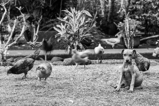 Vies de chiens #13